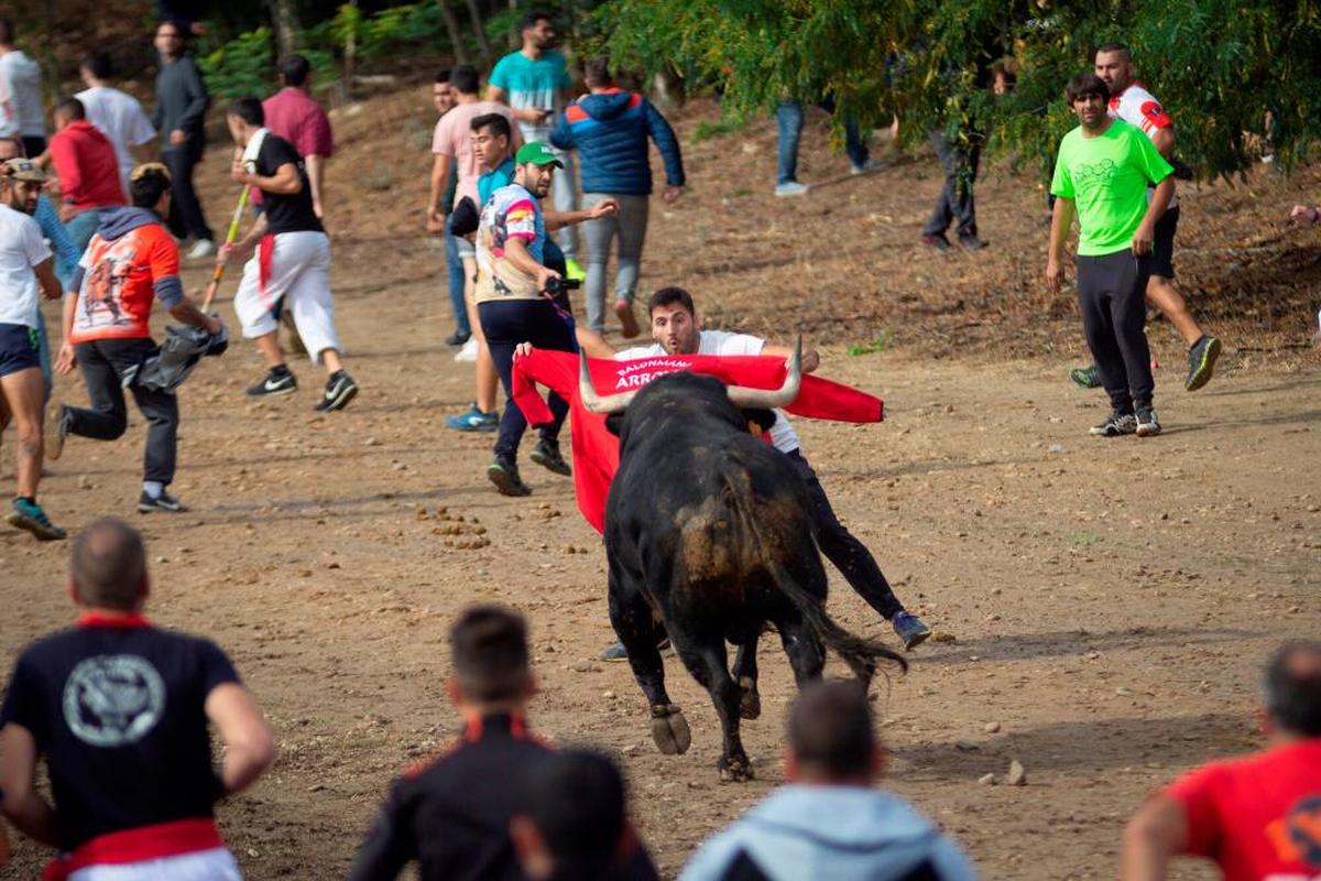 Toro de la Vega de la edición de 2019.