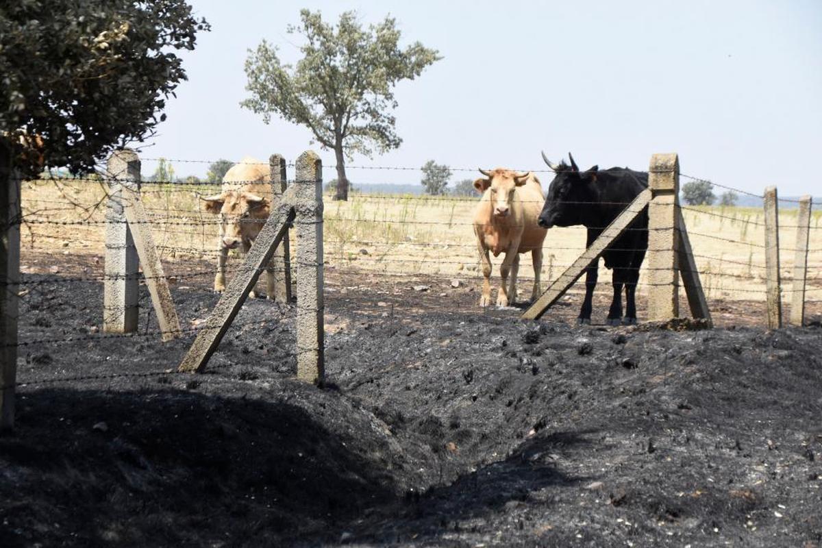 Ganaderos de distintas poblaciones perdieron decenas de hectáreas de pasto