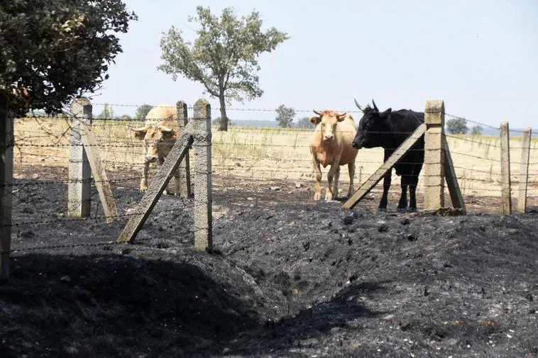 Los ganaderos salen del bache del incendio con los medios justos