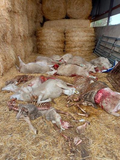 Ovejas muertas tras el tras un ataque de lobo.