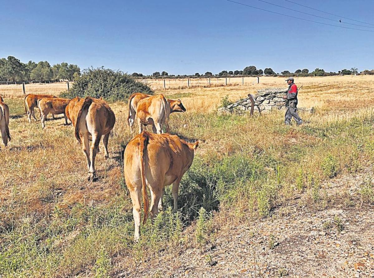 Un ganadero y sus reses en el municipio salmantino de Almendra.