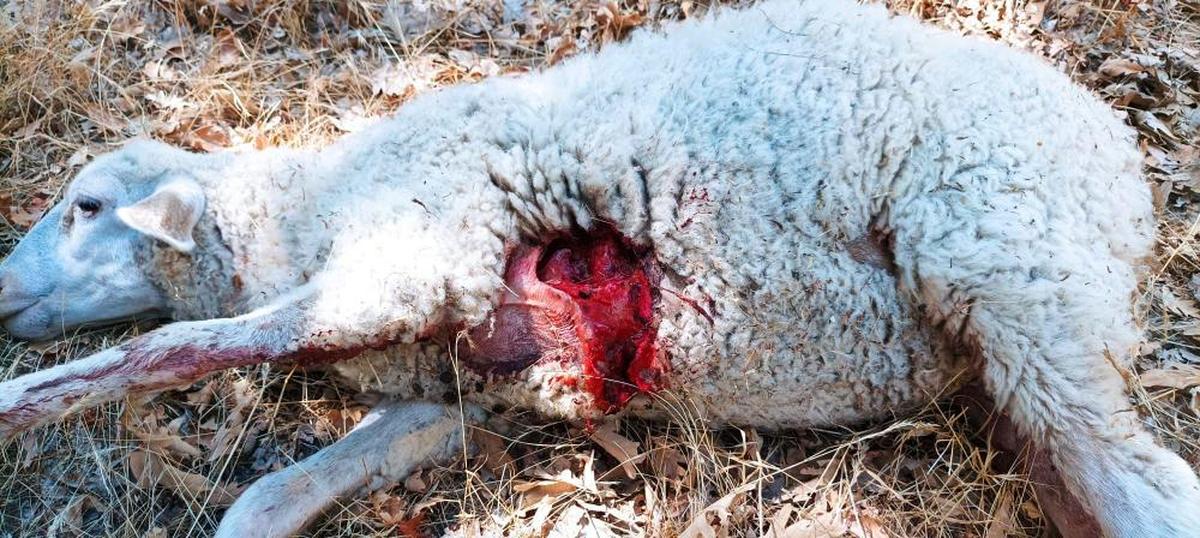 Una oveja atacada por un lobo durante este año.