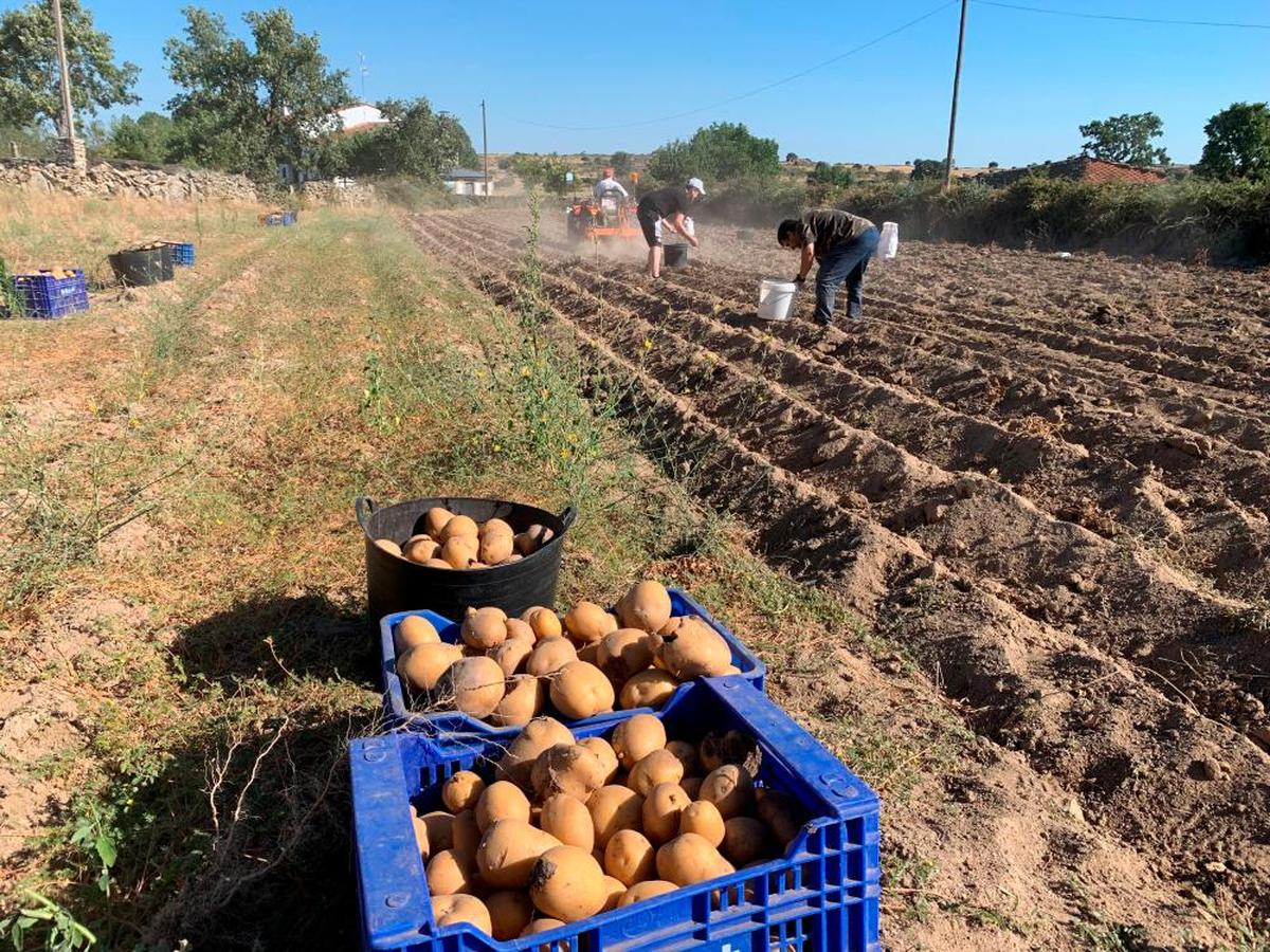 Recogida de patatas en Salamanca.