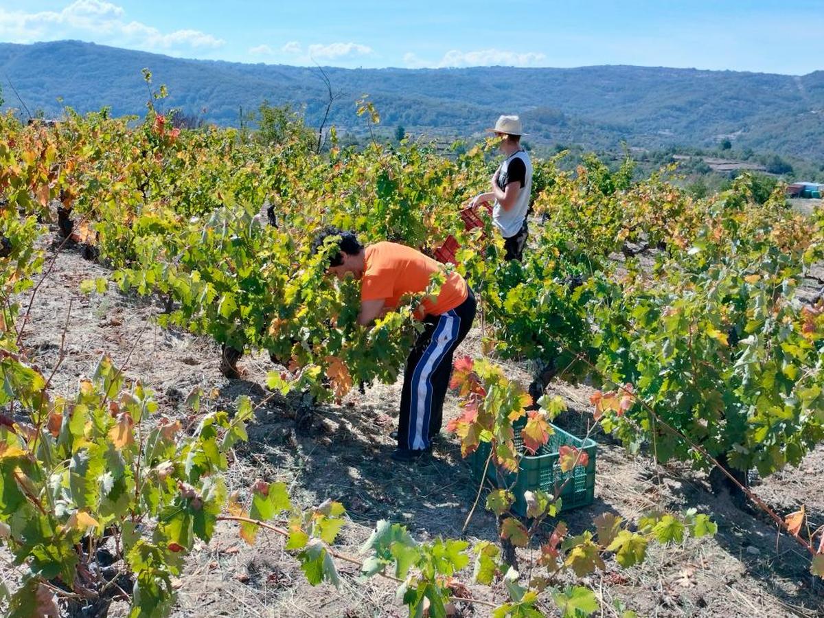 Vendimia en una finca de Pedro Martín, de San Esteban de la Sierra.