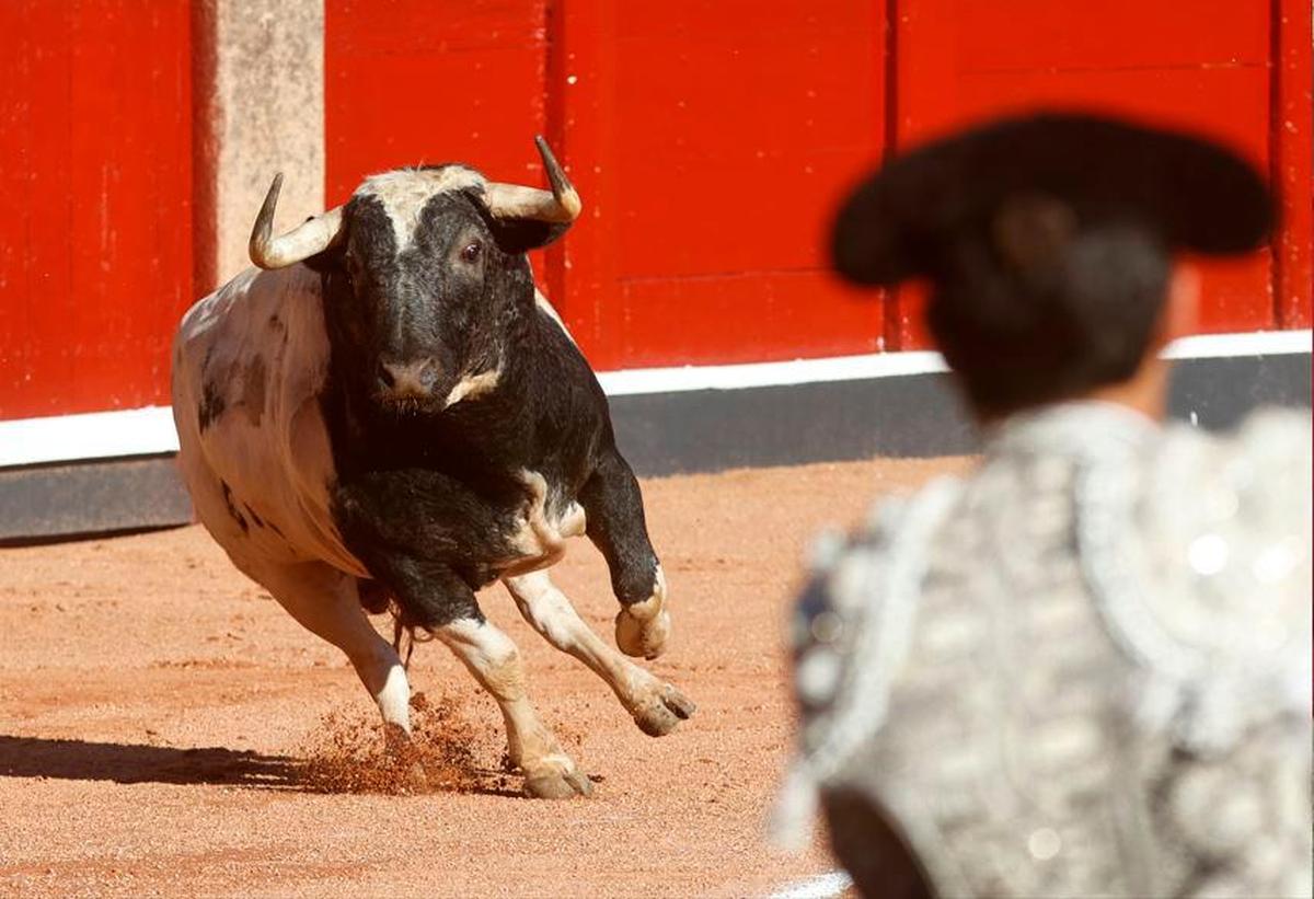 Chillón, astado de la ganadería Galache, Toro de Oro 2022.