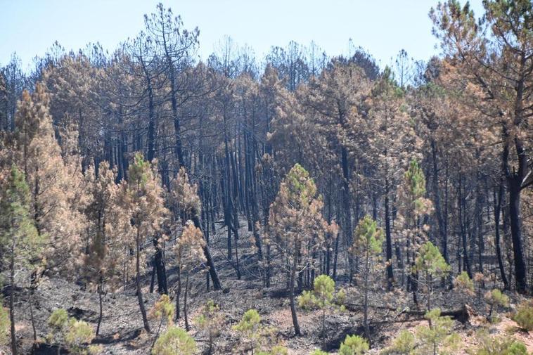 Monte de pinos calcinado durante el incendio de Monsagro del pasado mes de julio.