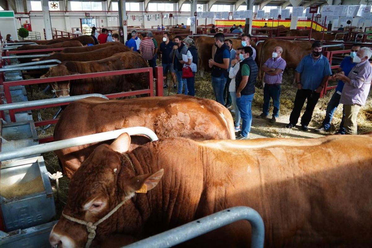 Compradores ven toros antes de la subasta.