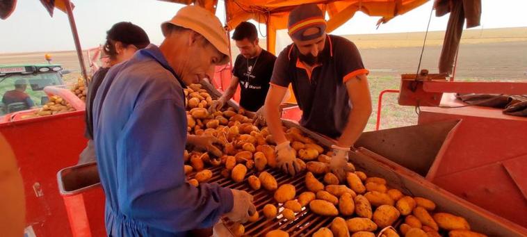 Un grupo de agricultores trabaja en la selección de patatas en el campo de Salamanca.