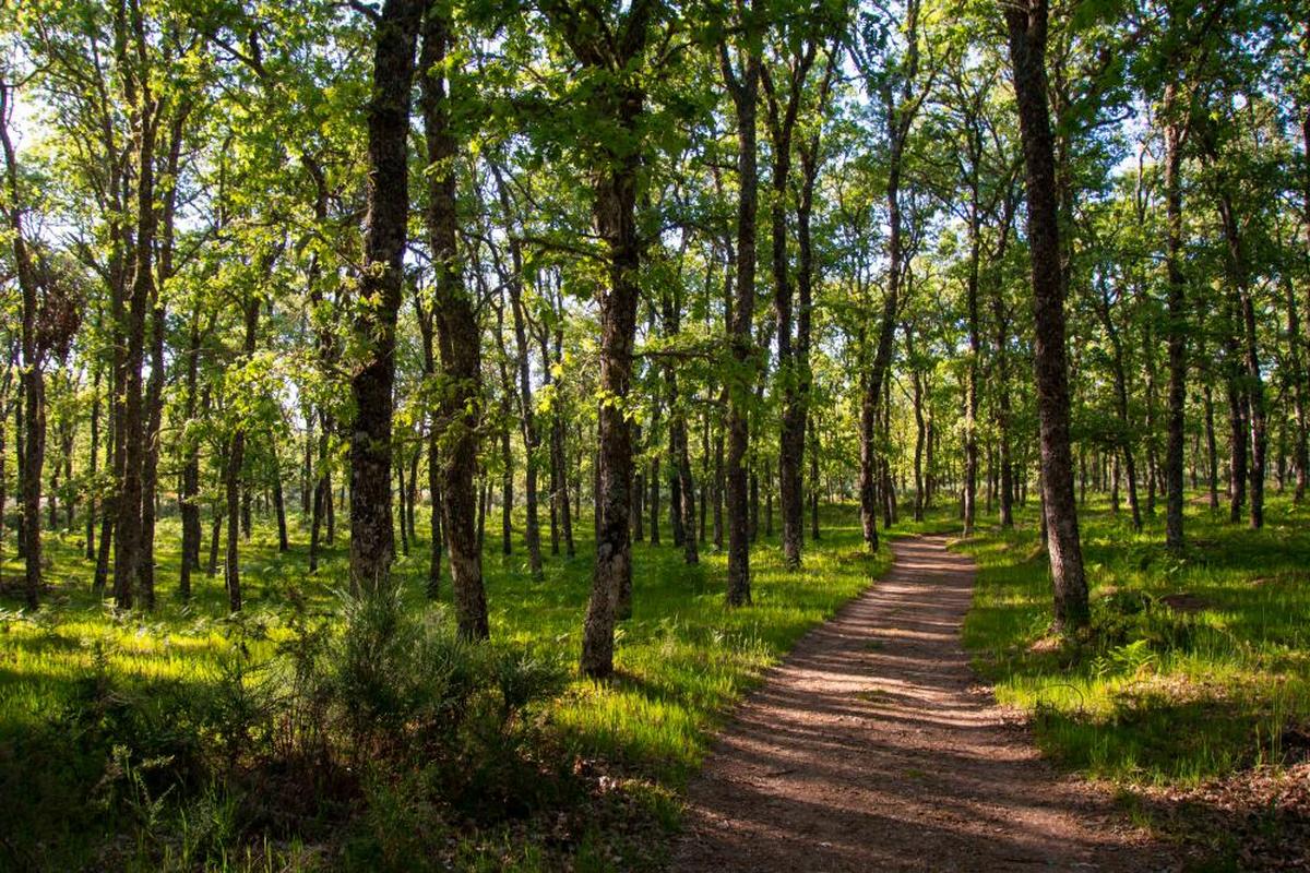 El nuevo sendero micológico entre Villasrubias y Peñaparda recorre una de las mayores manchas de robles rebollos de Europa.