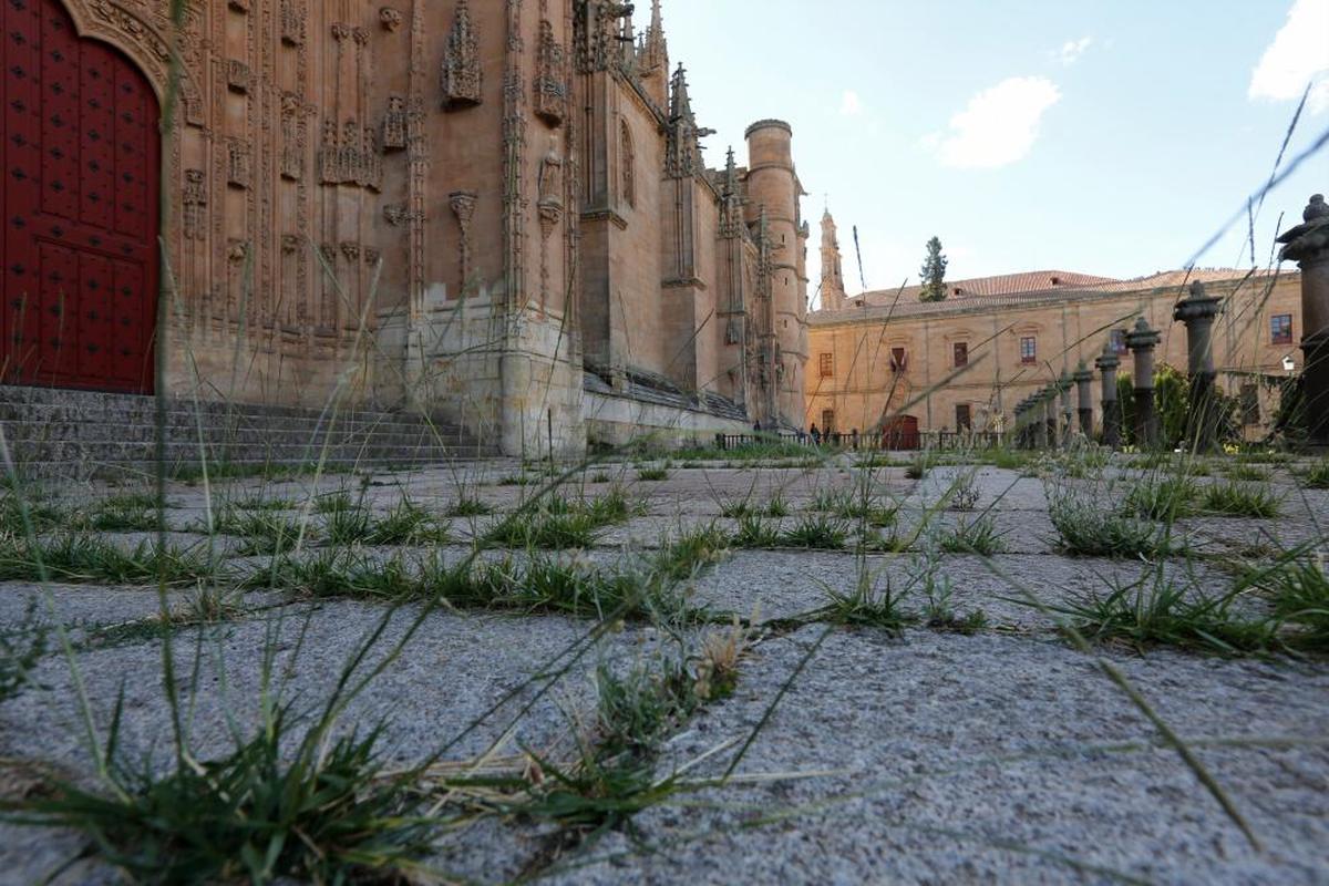 Vegetación en el atrio de la Catedral de Salamanca.