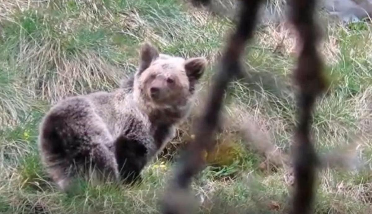 Ejemplar hembra de oso cantábrico