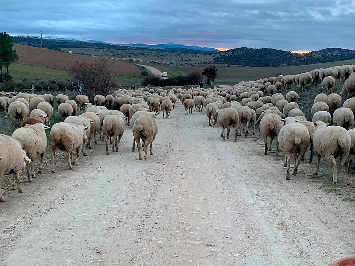 Un rebaño de ovejas en las proximidades de Cespedosa de Tormes.