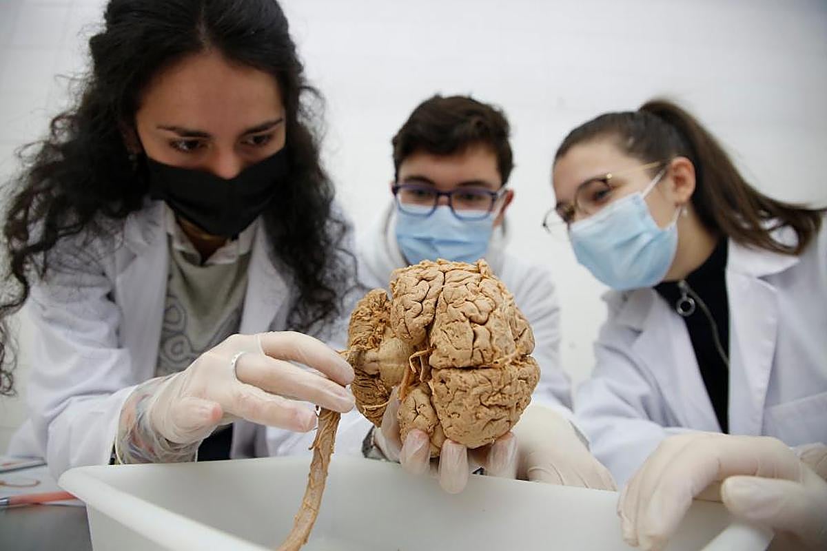 Estudiantes durante unas prácticas de Anatomía en la Facultad de Medicina
