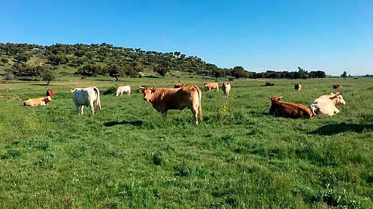 Vacas pastando en el campo de Salamanca