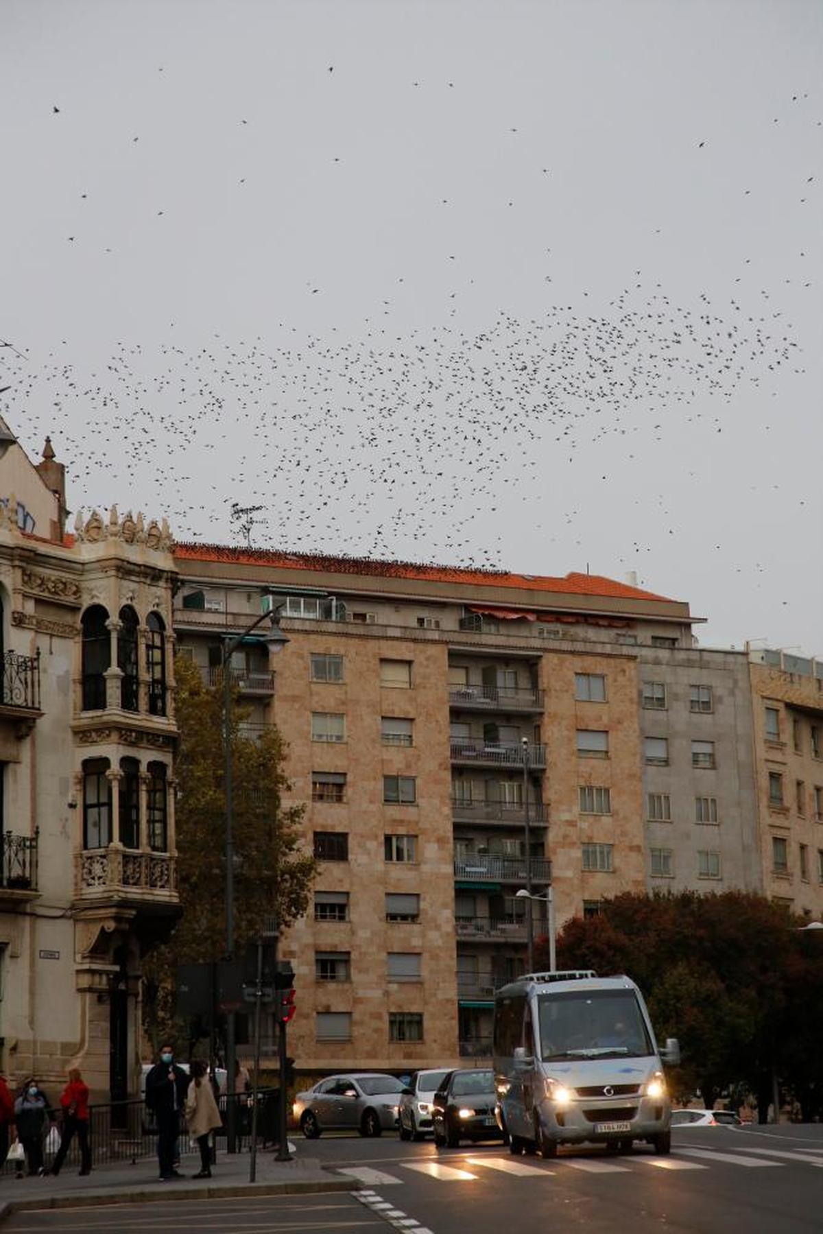 Estorninos posados en el tejado de un edificio del centro de Salamanca.