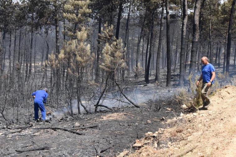 Nueva licitación urgente de madera quemada para recuperar Monsagro