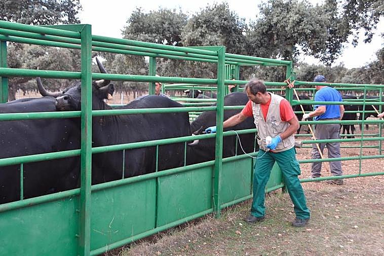 Vacunación de la lengua azul