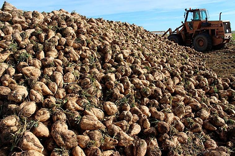 Remolacha en un montón para su entrega