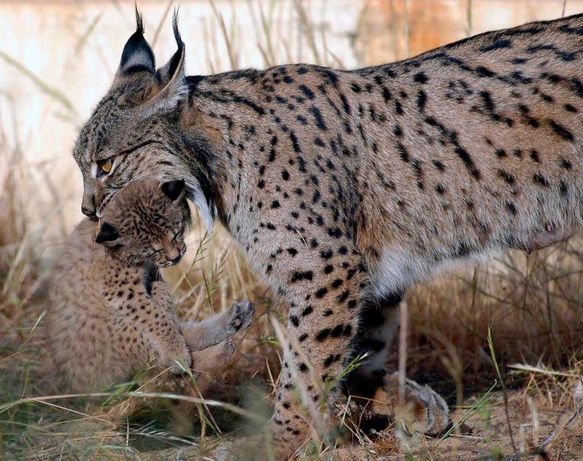 Un ejemplar de lince ibérico.