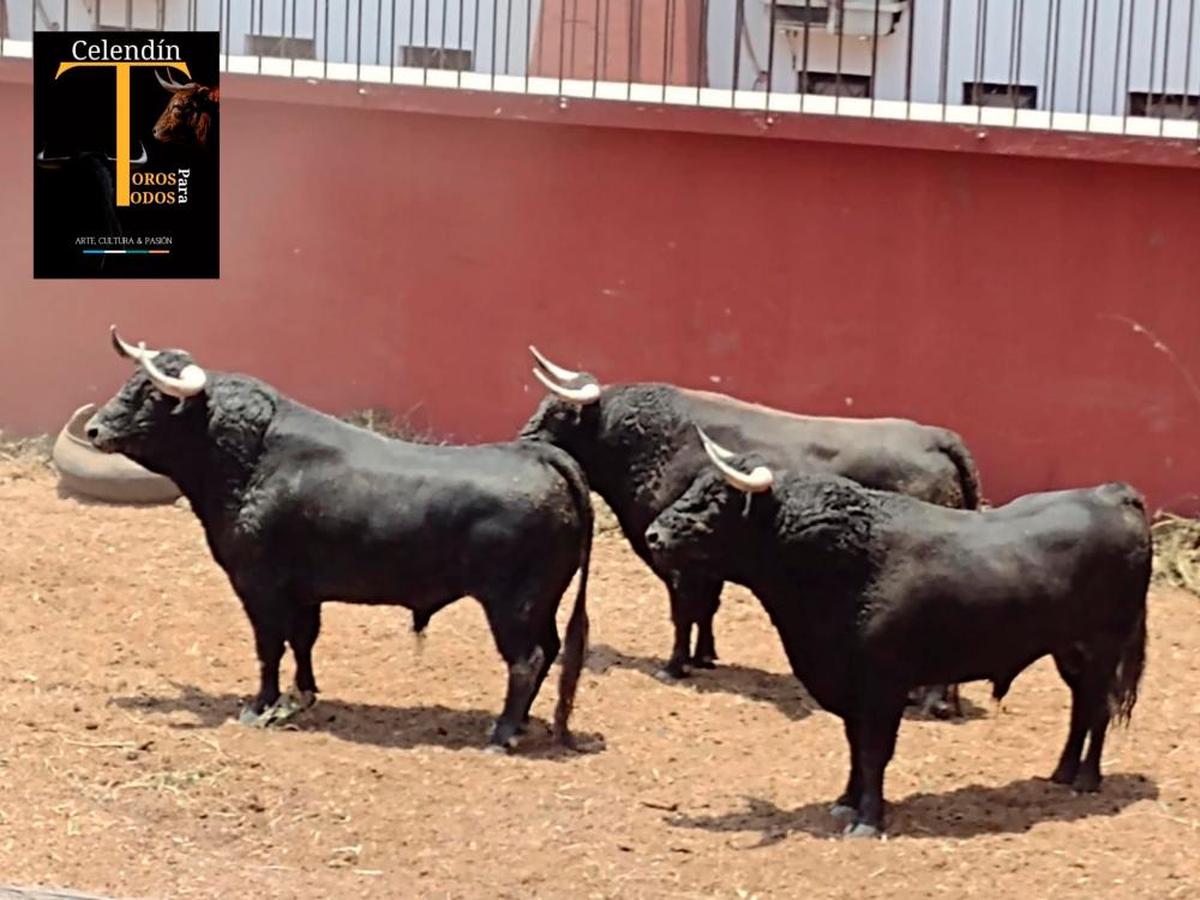 Los tres toros de El Puerto que llegaron con vida, ya en los corrales del coso de Acho, en Lima