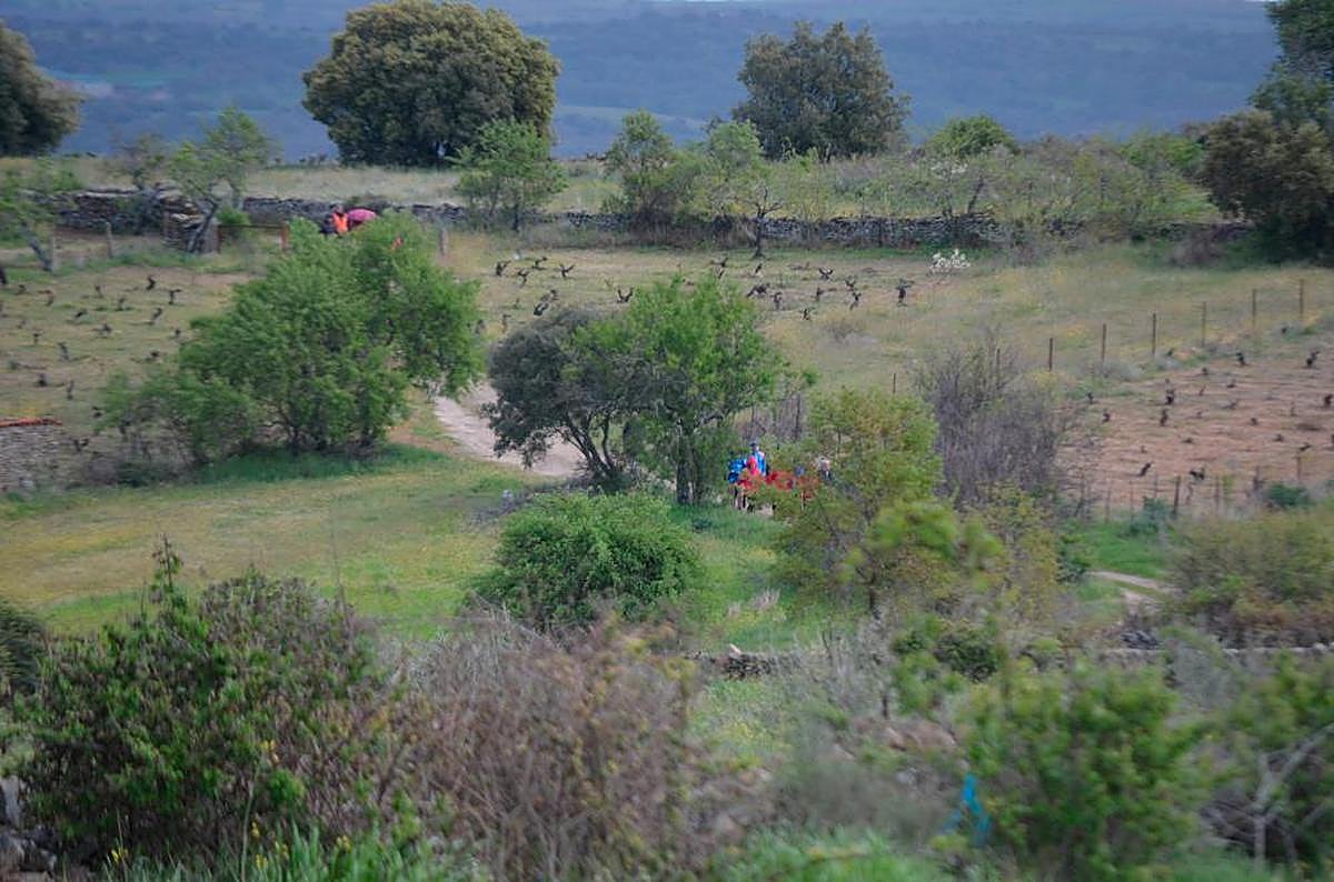 Campos de cultivo en el entorno de Lumbrales