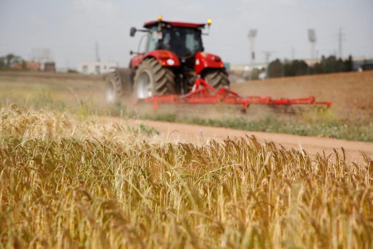 Un campo de cereal.