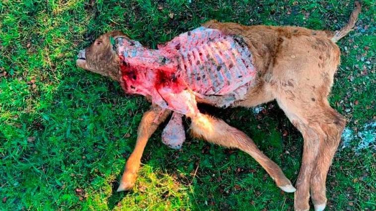 El lobo mata un ternero en Sardón de los Frailes