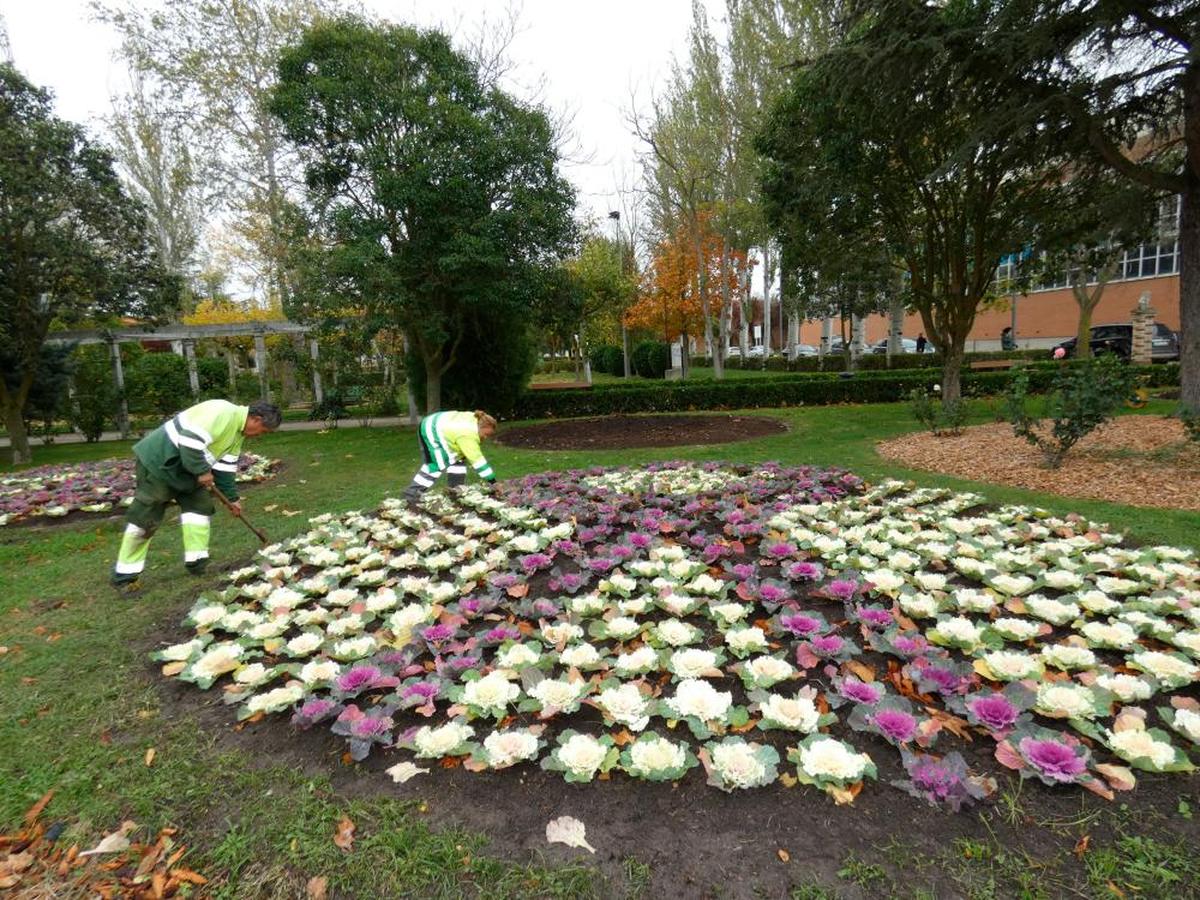 Las flores sirven para sensibilizar a la población en este municipio salmantino