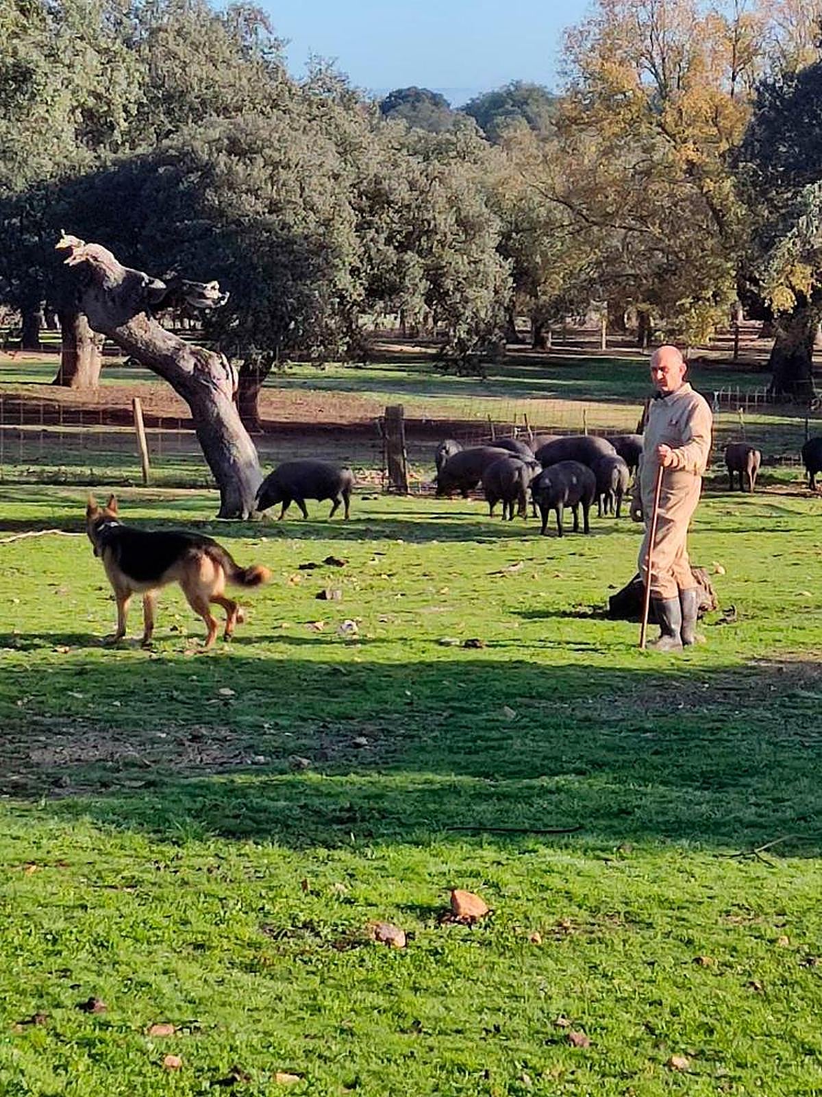 José Ignacio Pérez cuida a los cerdos en una finca de Espeja