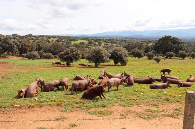 Cerdos en una finca cercana al Tormes.