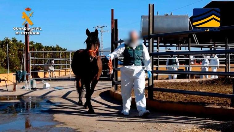 Caballos intervenidos por la Guardia Civil