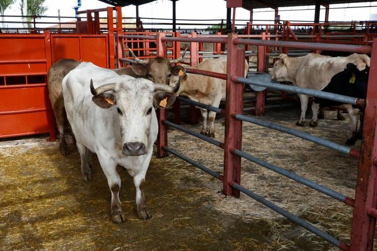 Vacas en el mercado de ganados