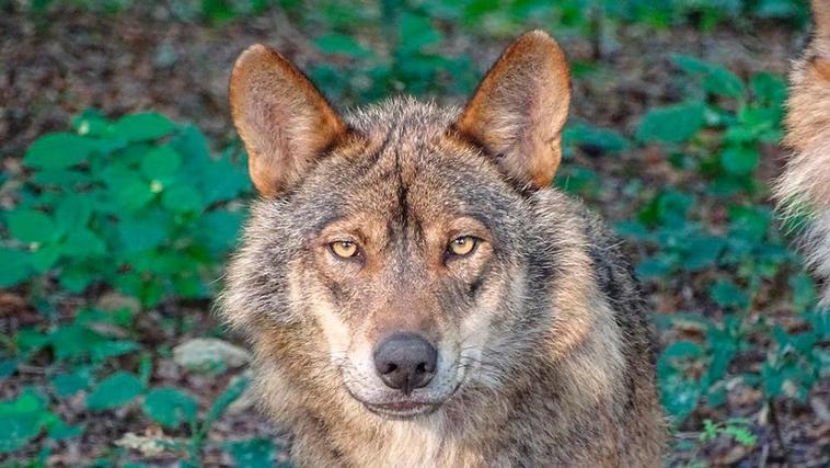 Un ejemplar de lobo ibérico