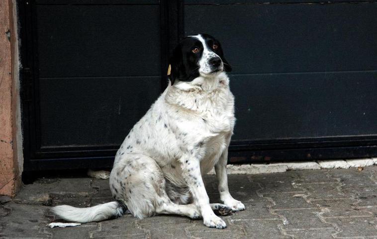 Imagen de un perro abandonado.