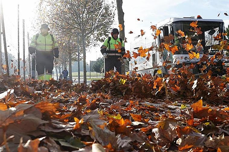 Empleados de la contrata municipal de limpiezas recogen la hoja caída en la avenida Fernando III El Santo.