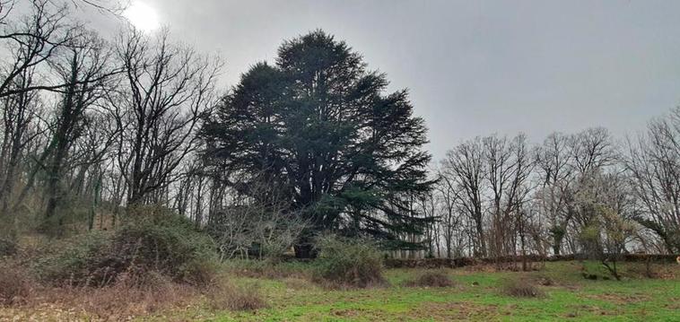 Cedro centenario de la finca de La Francesa, donde ocurrió el incidente