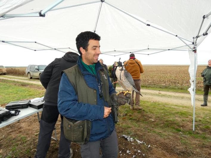 Daniel Cano, de Málaga, muestra su halcón peregrino después de participar en la competición