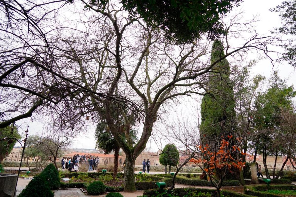 Especies arbóreas en el Huerto de Calixto y Melibea. LAYA