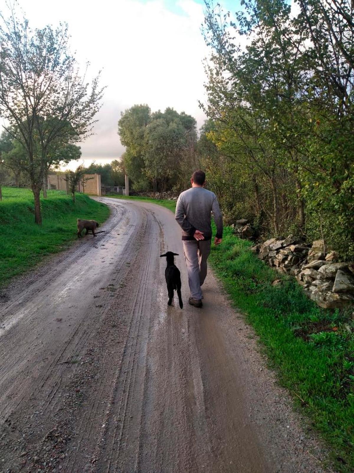 Santiago Mota en uno de sus paseos con Enola y Berta por los caminos de Saelices el Chico. CASAMAR