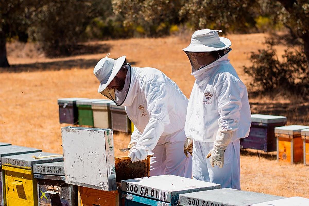 Roberto Morato y Mónica Domínguez trabajando en sus colmenas de la zona de Entresierras.