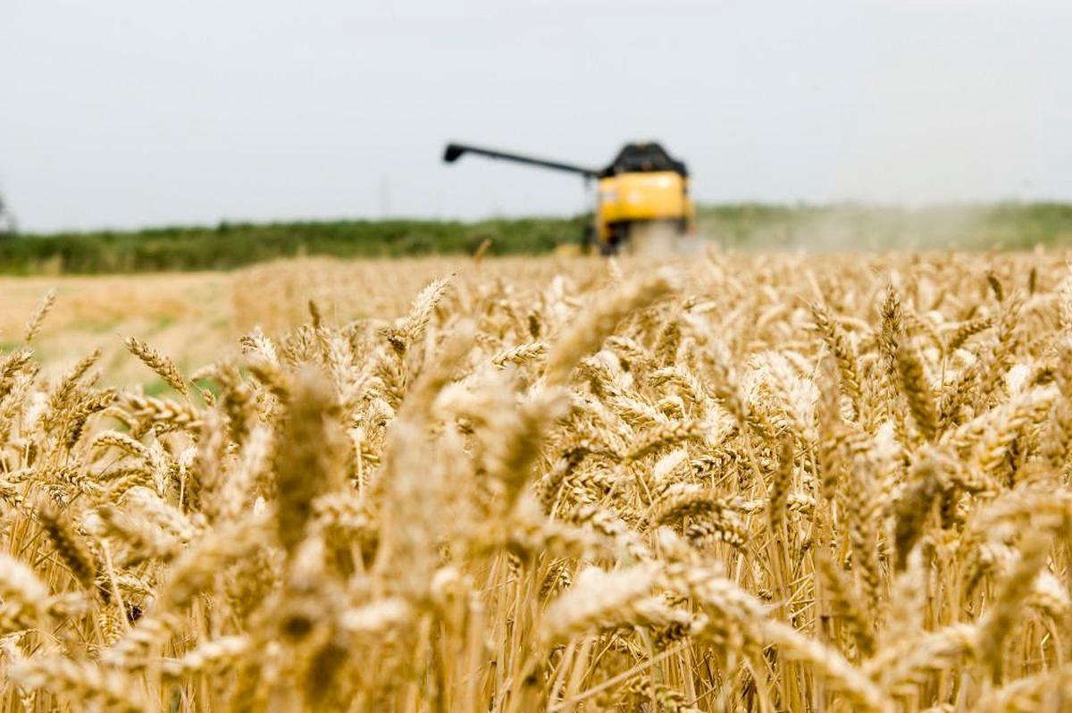 Un campo de trigo.