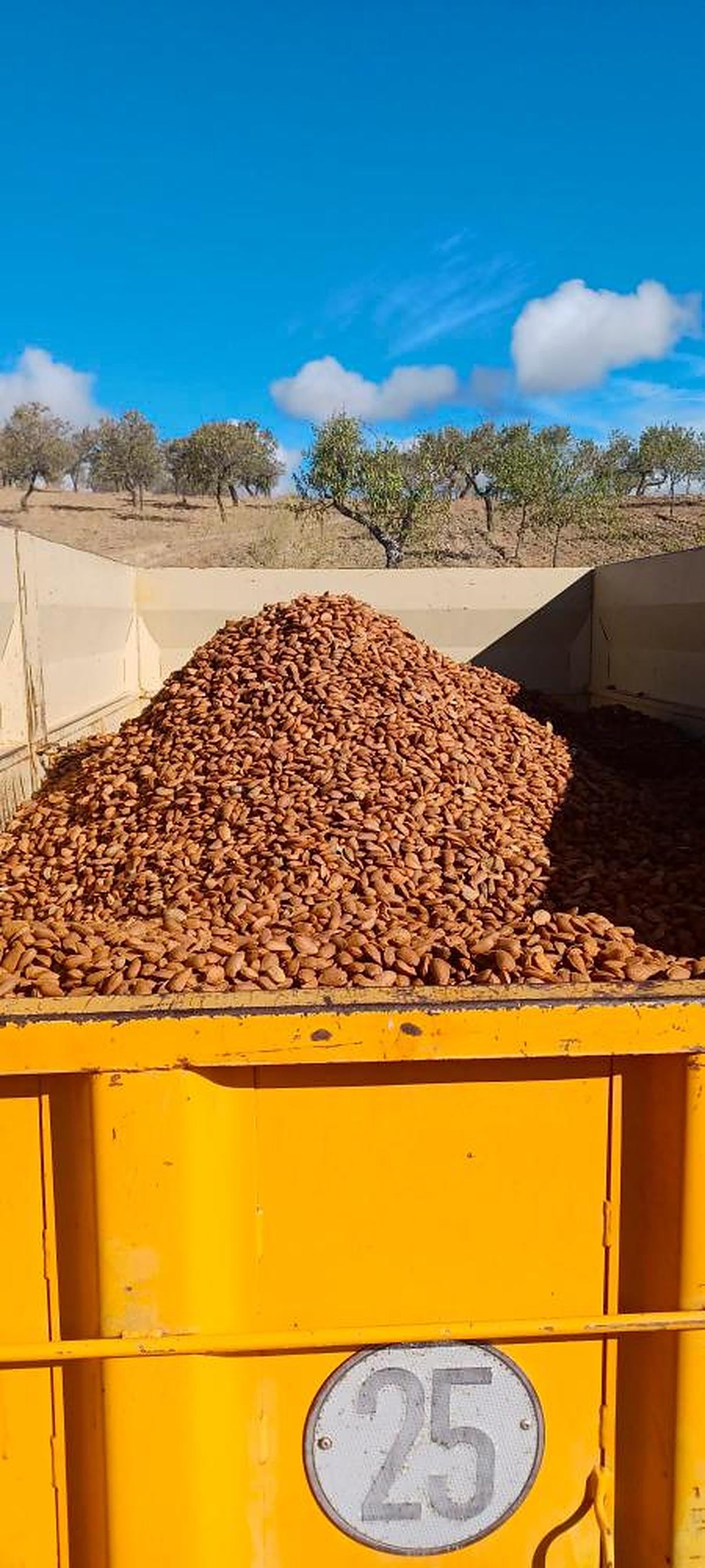 Almendras durante la última campaña en La Fregeneda.