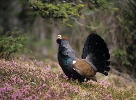 Urogallo cantábrico