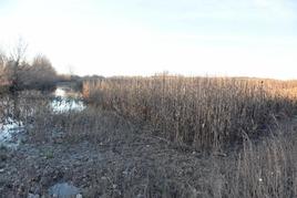 Una de las parcelas de maíz anegadas en Almenara de Tormes