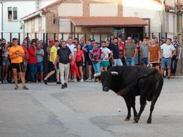 Toro en las calles de Palaciosrubios durante las pasadas fiestas de la Virgen de las Nieves