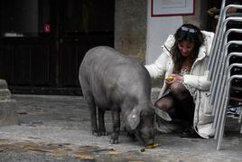 El marrano de San Antón vaga libremente por las calles, alimentado por vecinos y turistas.