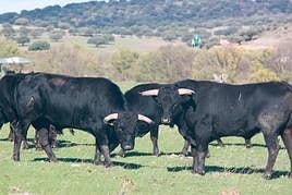 Varios de los utreros que Domingo Pérez Hernández ha comprado a la ganadería de Pilar Población.