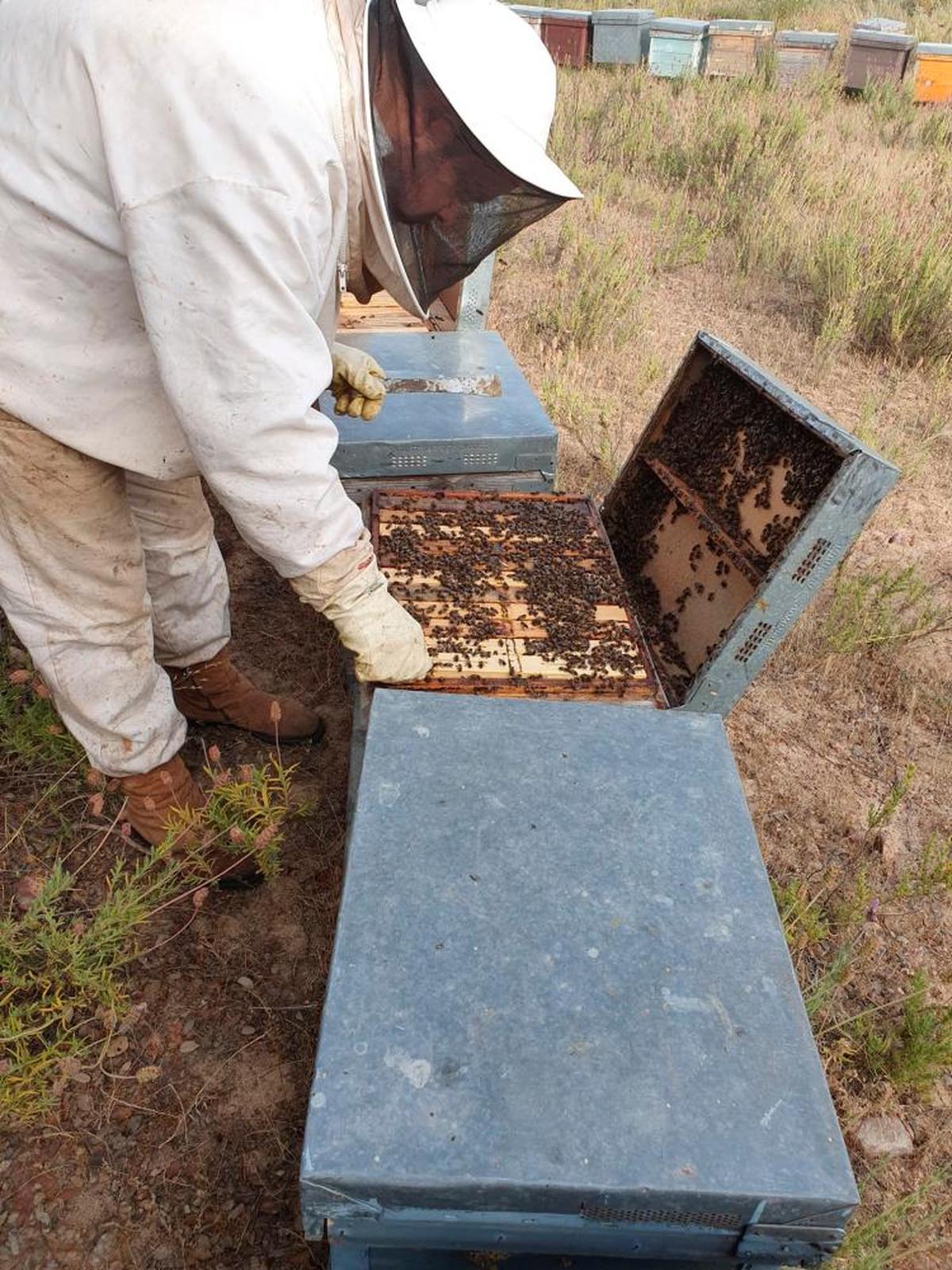La CE revisa el plan para evitar la pérdida de abejas y mariposas.