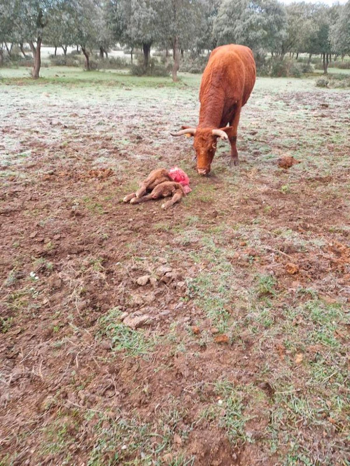 El ternero fallecido junto a su madre.