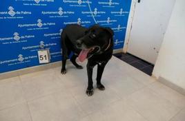 El perro rescatado cuando entró en el Centro Municipal de Recuperación Animal de Son Reus